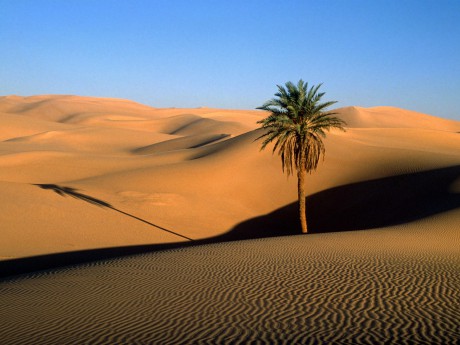 lone_palm_sahara_desert.jpg